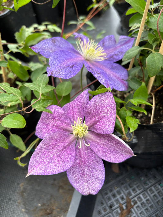 Clematis ''Chameleon |变色龙''