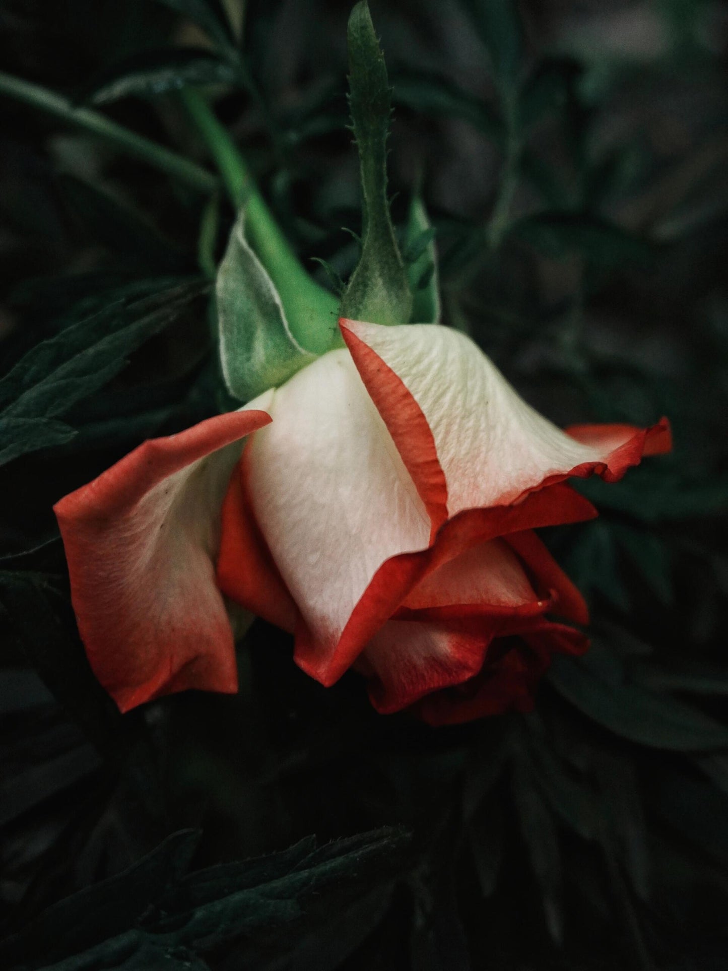 Rare Rose  ’ Yashica｜切花胭脂扣 ｜雅西卡 - New variety