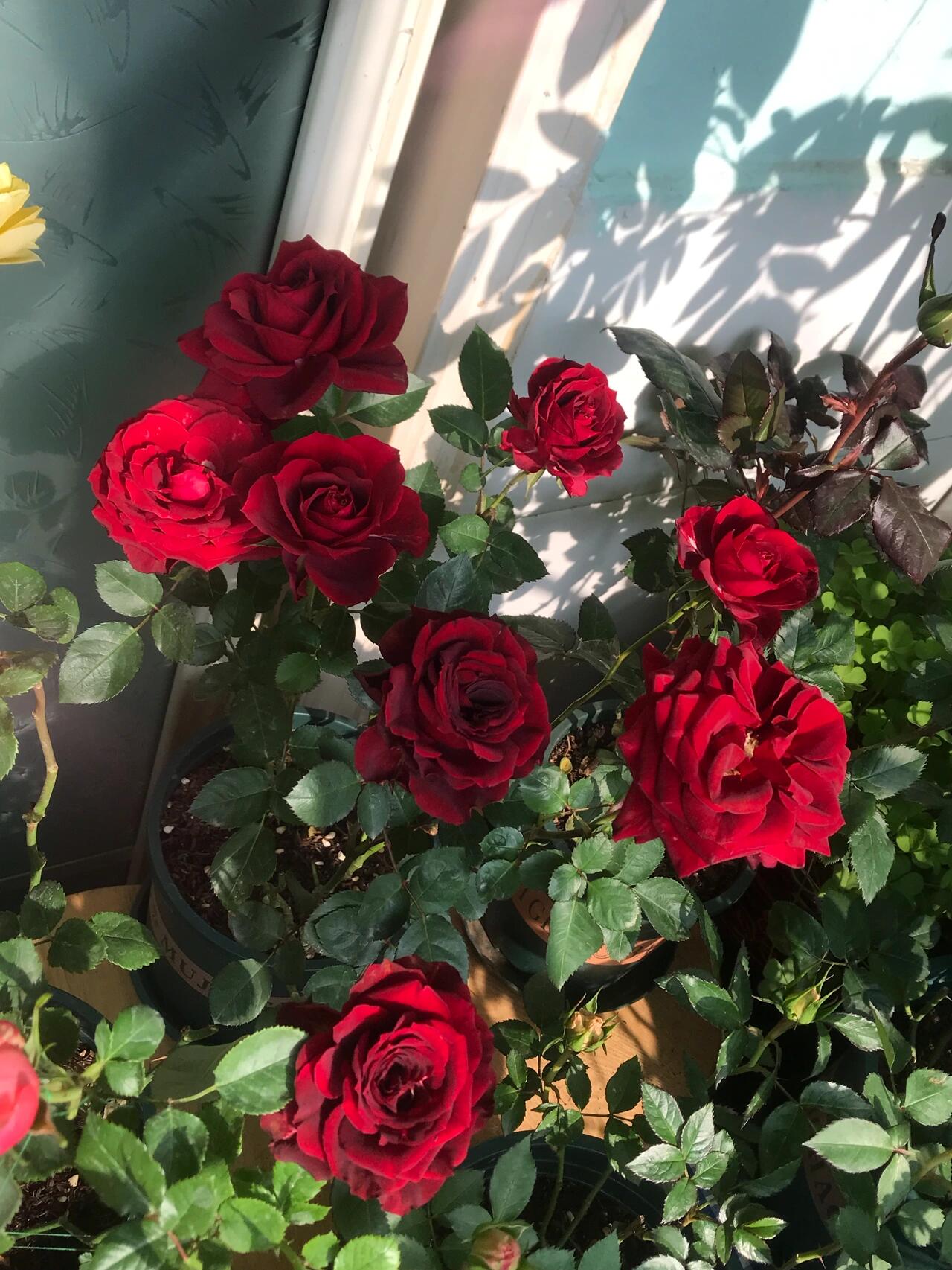 Rose ’ Red Velvet ｜ 红丝绒