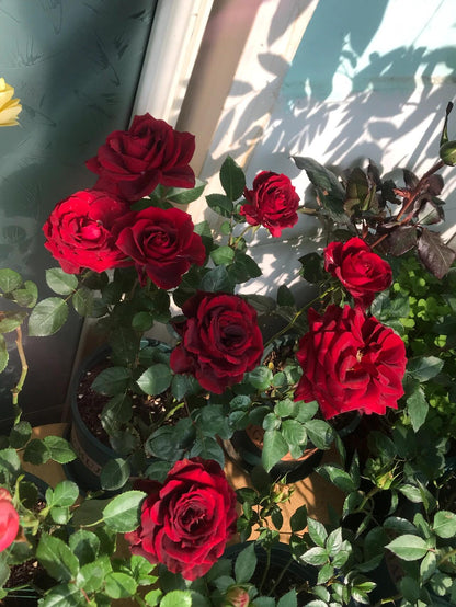 Rose ’ Red Velvet ｜ 红丝绒