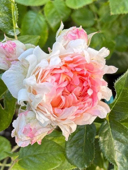 Rare Rose  ‘ Peach Anemone ｜桃子海葵 - New Variety 2023