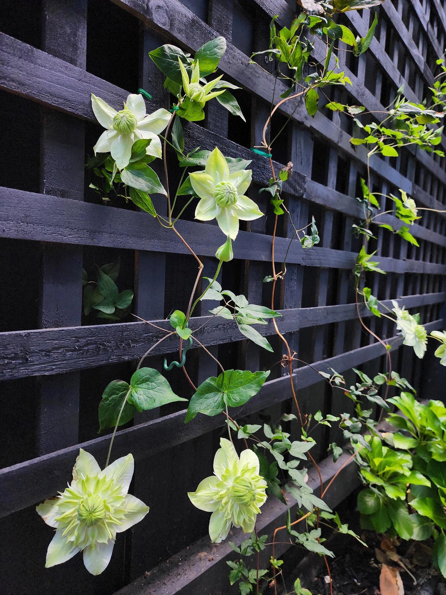 Clematis ''Alba Plenal | 白万重''-小绿| 绿玉