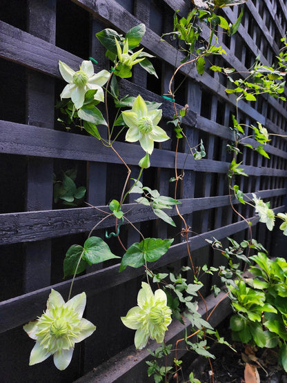 Clematis ''Alba Plenal | 白万重''-小绿| 绿玉