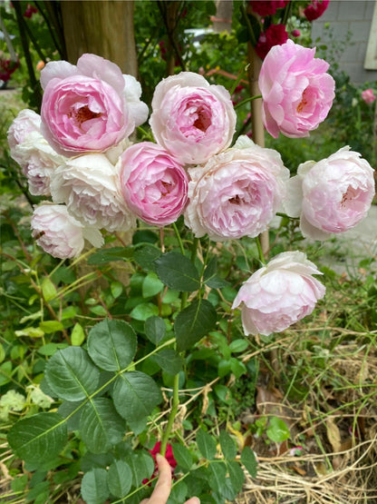 Rose【Vesalius】-1.5 Gal OwnRoot LivePlant｜Prolific Bloomer｜Abundant Blooms｜Strong Fragrance｜萨维里｜Bun-shaped Petals｜Tall Growth｜Upright Habit