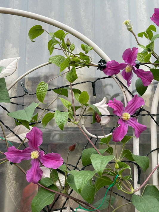 Clematis ‘’Inspiration｜灵感‘’
