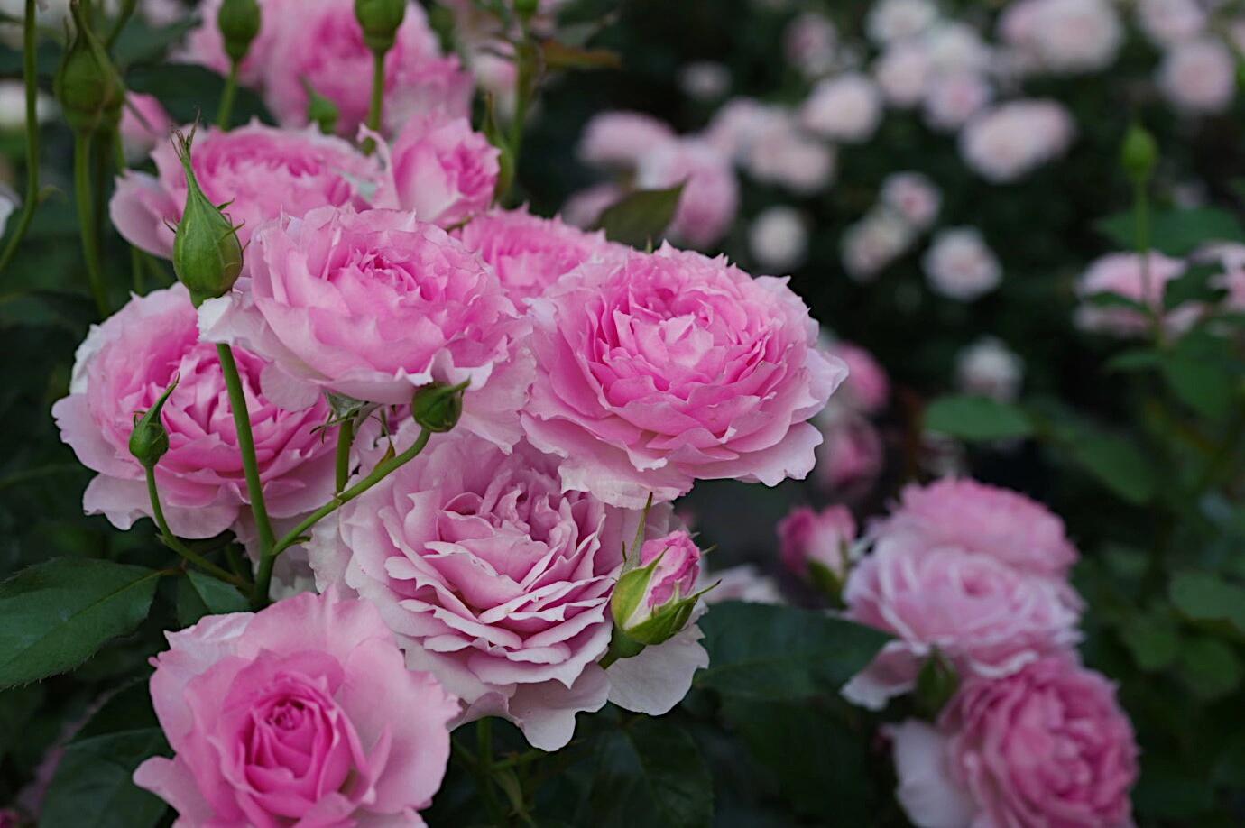 Rose  'Doniazade | 粉天方夜谭 '