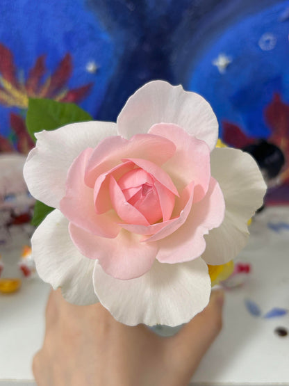 Rose 'Pretty Rabbit' 漂亮的玉兔