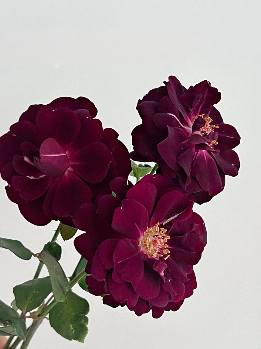 Rose  ‘ Louis XIV｜ルイ14世 ｜路易十四