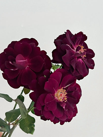 Rose  ‘ Louis XIV｜ルイ14世 ｜路易十四