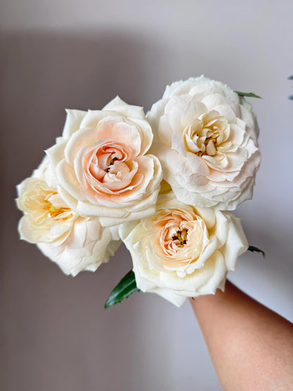 Rose  ‘ Royal Diva｜歌剧皇后'