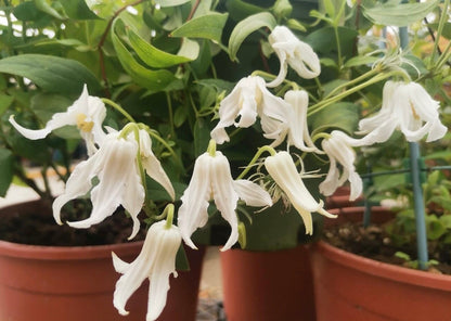 Jasmine Clematis ''Hakuree | ハクレイ| 白麗| 哈库里''