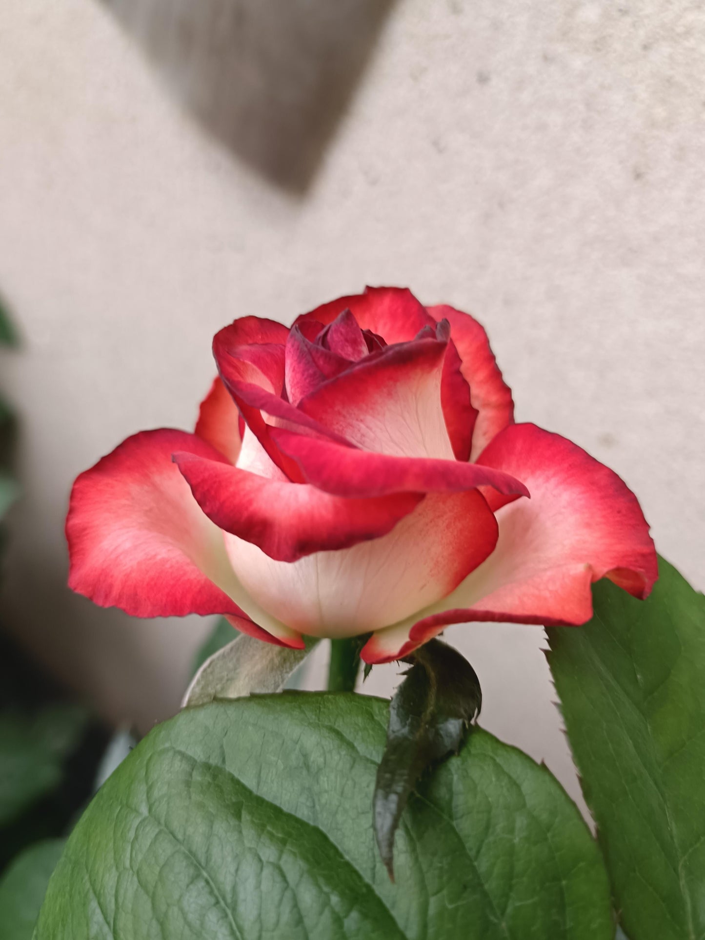 Rare Rose  ’ Yashica｜切花胭脂扣 ｜雅西卡 - New variety