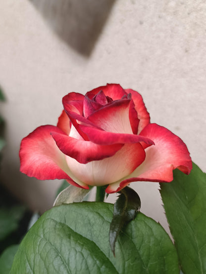 Rare Rose  ’ Yashica｜切花胭脂扣 ｜雅西卡 - New variety