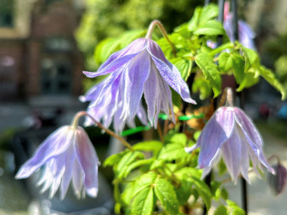 Clematis ‘’Maidwell Hall｜梅德维尔‘’