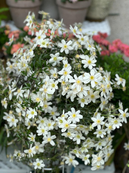 Clematis ‘’Avalanche｜雪崩‘’