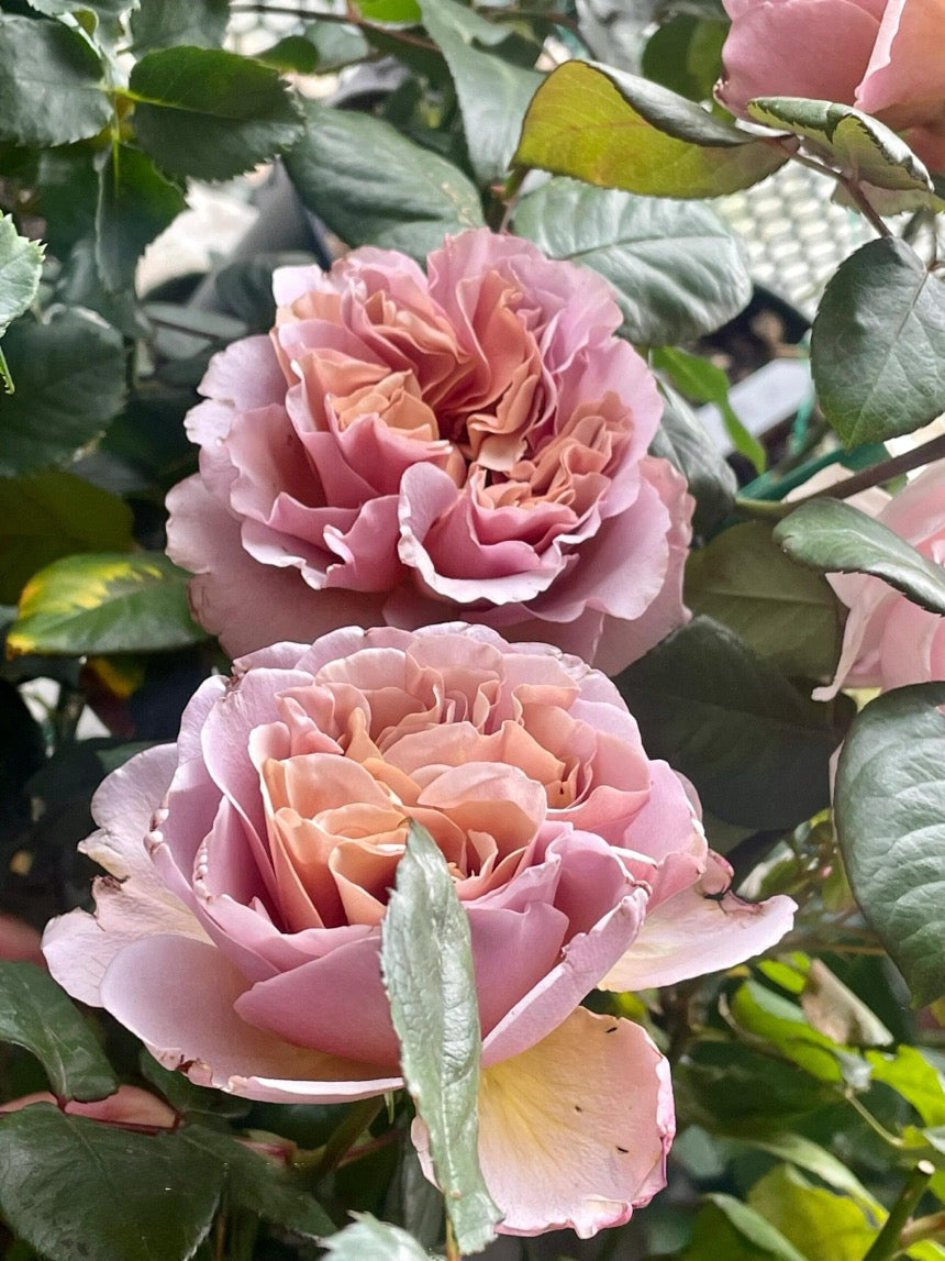 Rose ‘ Caffe Latte  ｜拿铁咖啡‘