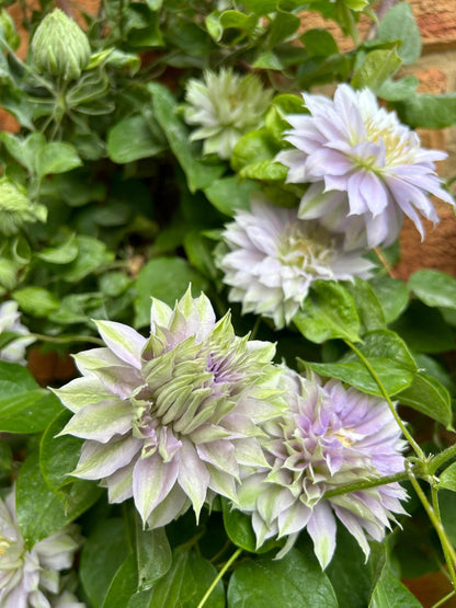 Clematis ‘’Belle of Woking｜ベルオブウォーキング| 沃金美女‘’