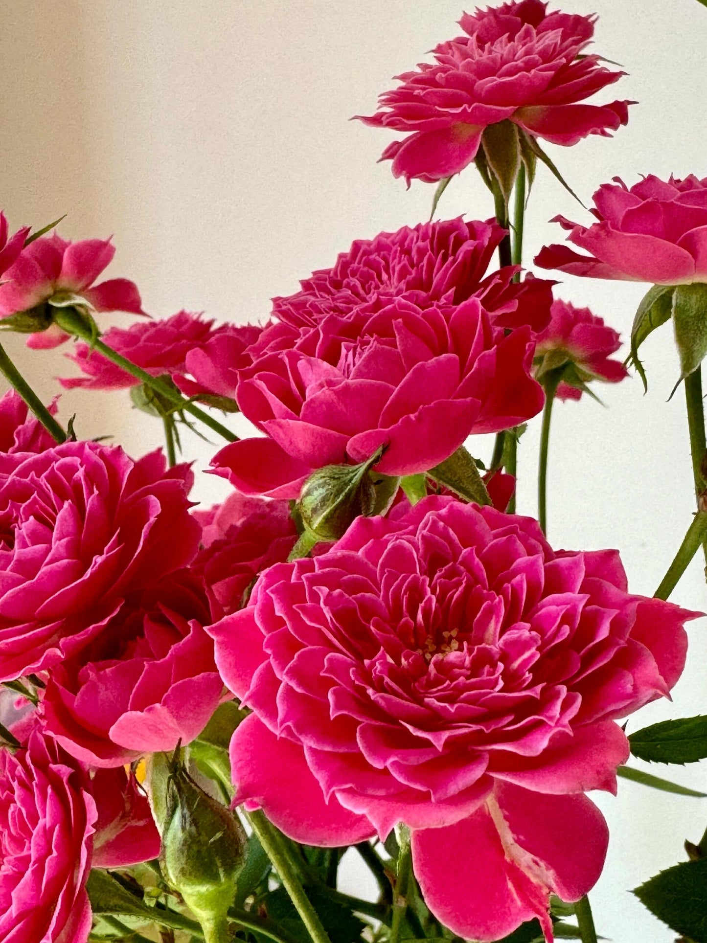 Shrub Rose 'Marriotta | 马里奥塔 '