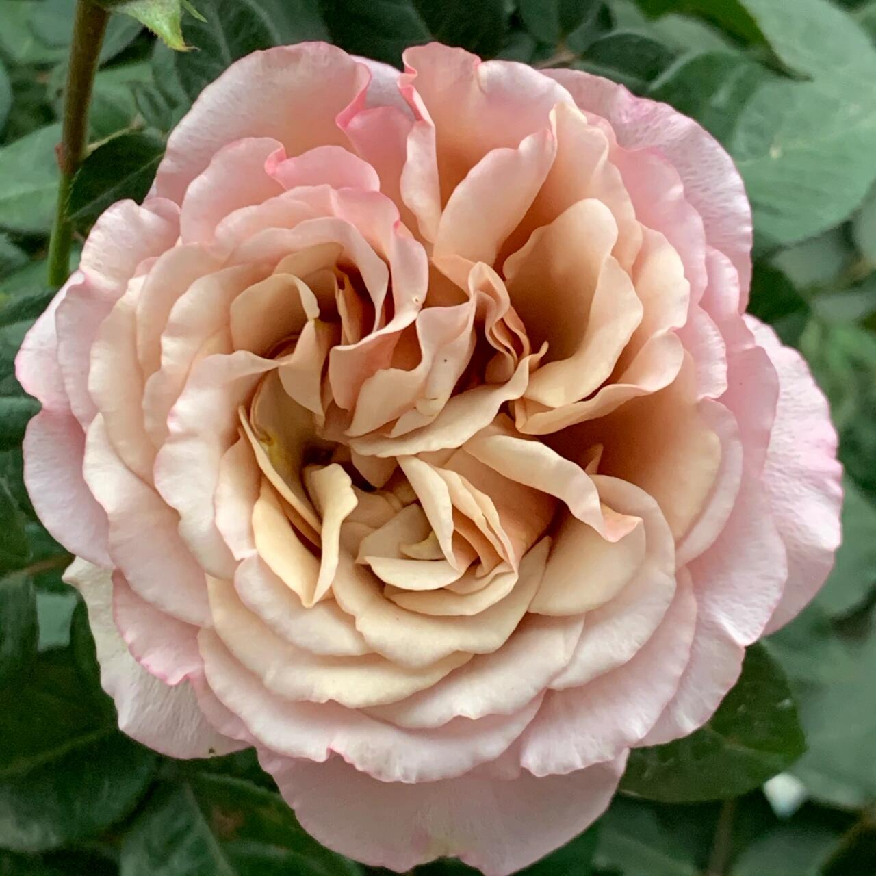 Rose ‘ Caffe Latte  ｜拿铁咖啡‘