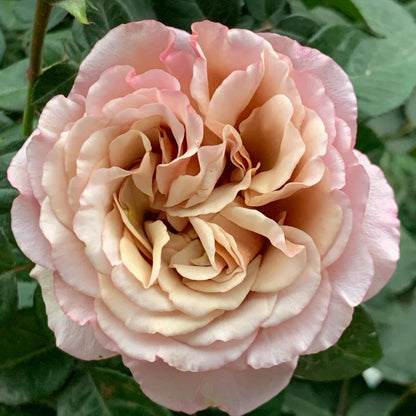 Rose ‘ Caffe Latte  ｜拿铁咖啡‘