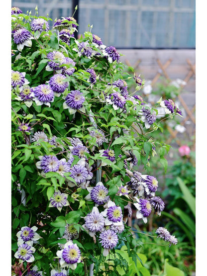 Clematis ‘’New Viennetta|千层雪| 新幻紫‘’