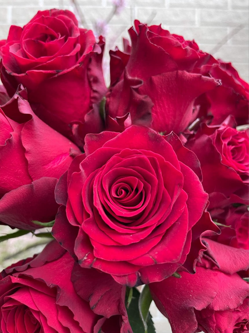 Rose  ‘ Rhodos ｜罗德斯