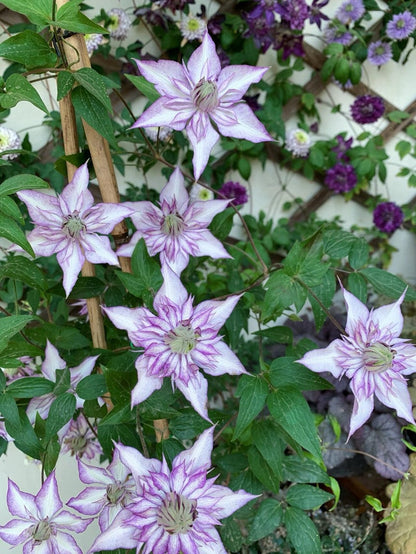 Clematis ‘’Lady Kyoko | レディ・キョウコ| 恭子小姐 ‘’
