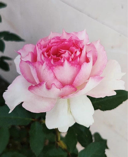 Rose  'Doniazade | 粉天方夜谭 '