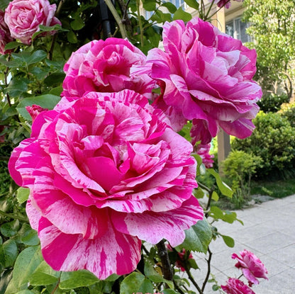 Striped Rose ’ Ines Sastre ｜伊蕾莎斯特 ‘