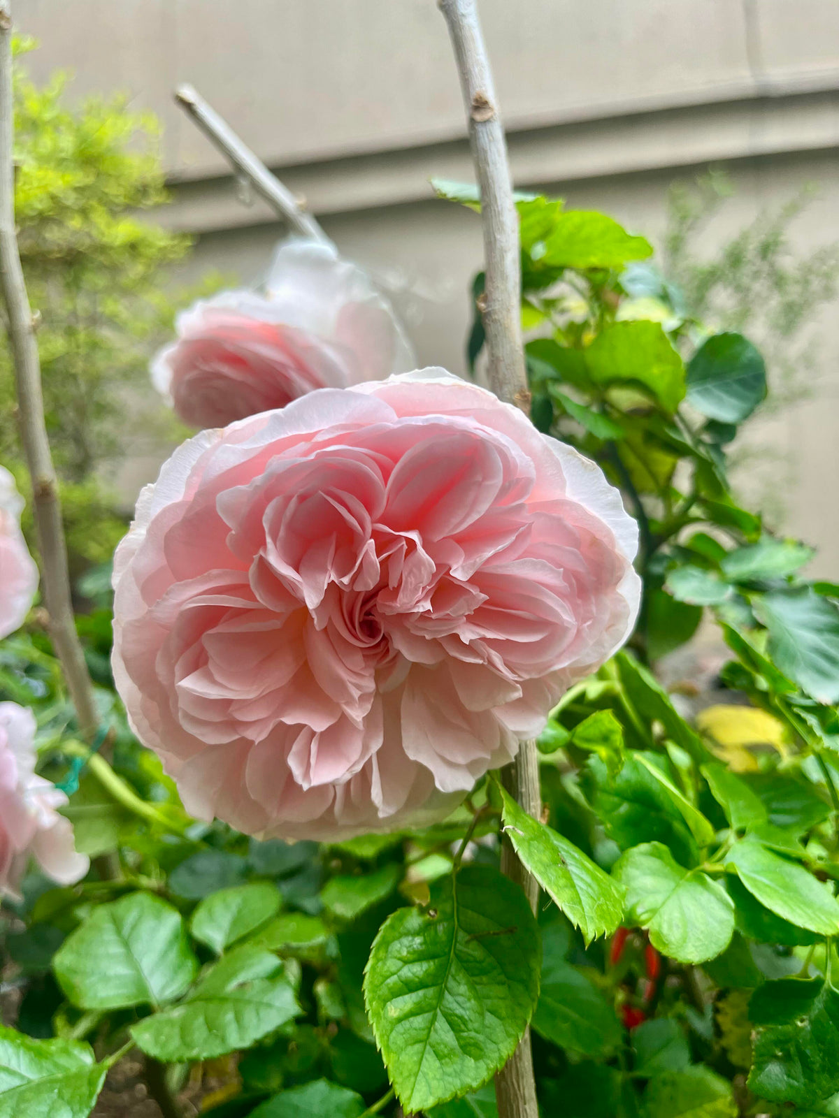Rose 'Pretty Rabbit' 漂亮的玉兔
