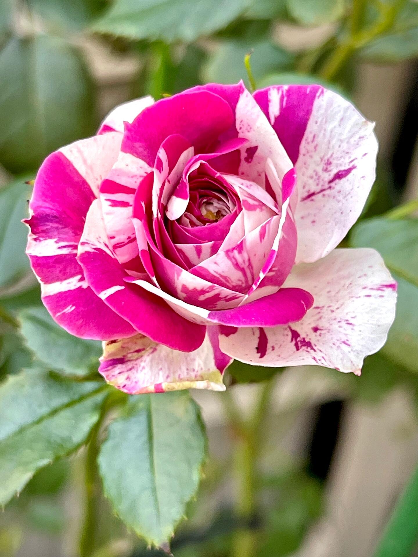 Rose  ’ Scented Jewel｜センティッドジュエル ｜芬芳宝石
