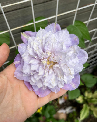Clematis ‘’Veronica's choice｜维罗妮卡的选择‘’