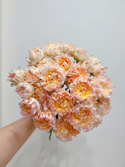 Rare Rose  ‘ Peach Anemone ｜桃子海葵 - New Variety 2023