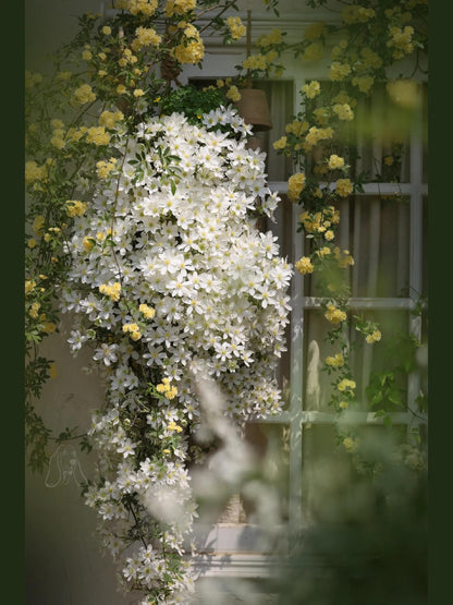 Clematis ‘’Avalanche｜雪崩‘’