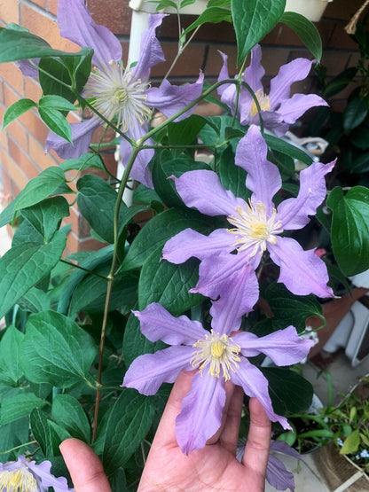 Clematis ‘’East River| 东方河流‘’