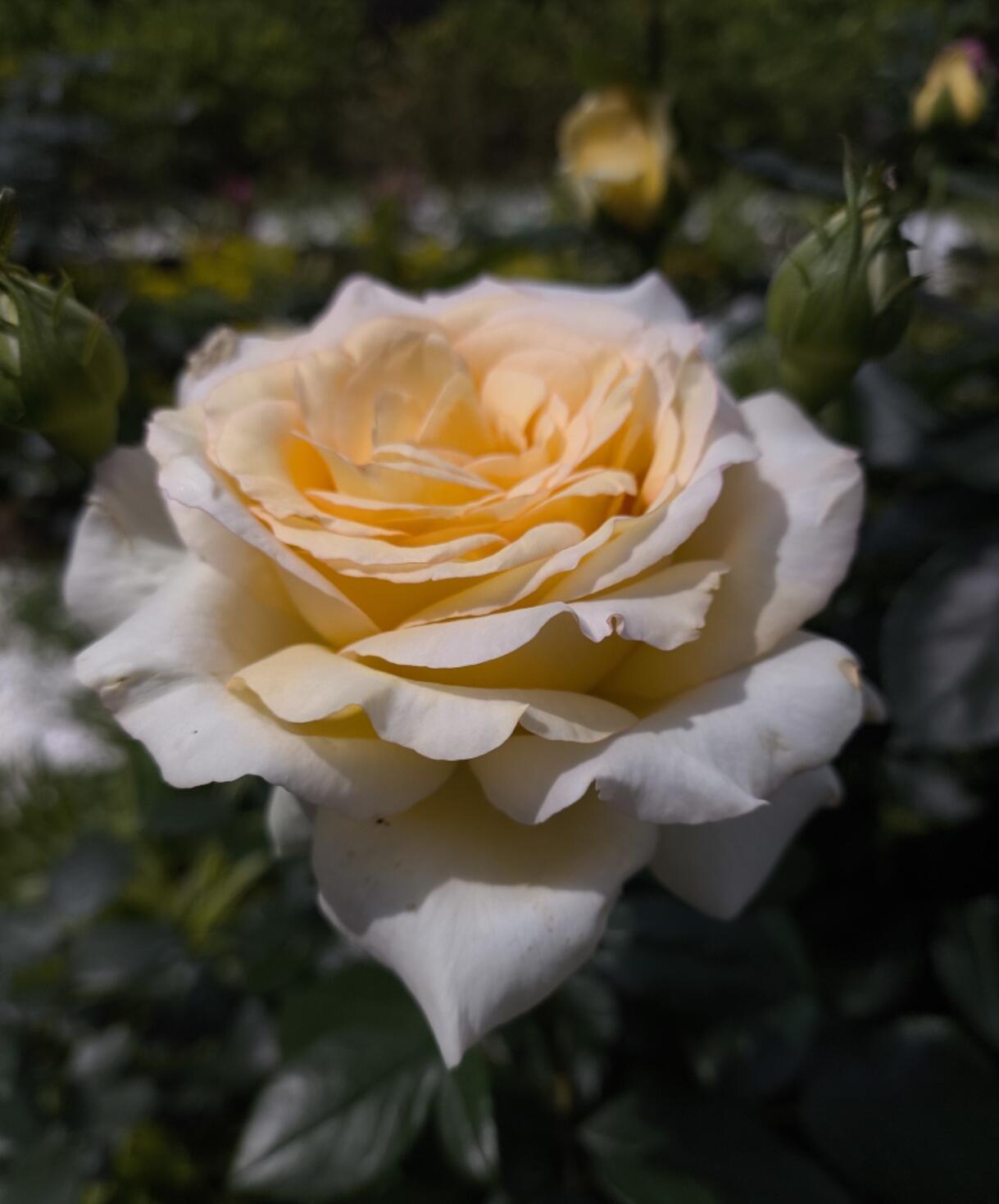 Rose  ‘ Anastasia ｜假面公主 - Award-Winning Variety