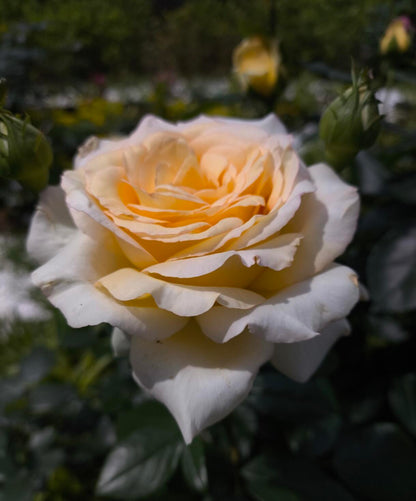 Rose  ‘ Anastasia ｜假面公主 - Award-Winning Variety