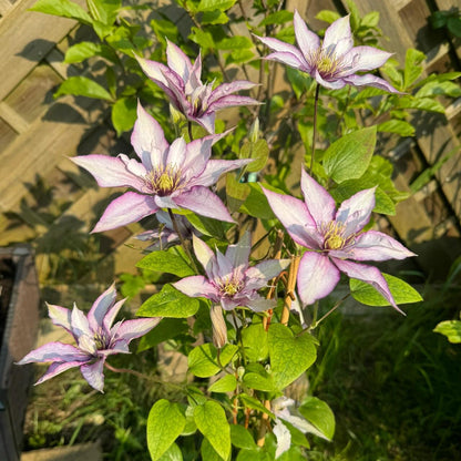 Clematis ‘’Samaritan Jo| 撒马利亚乔‘’