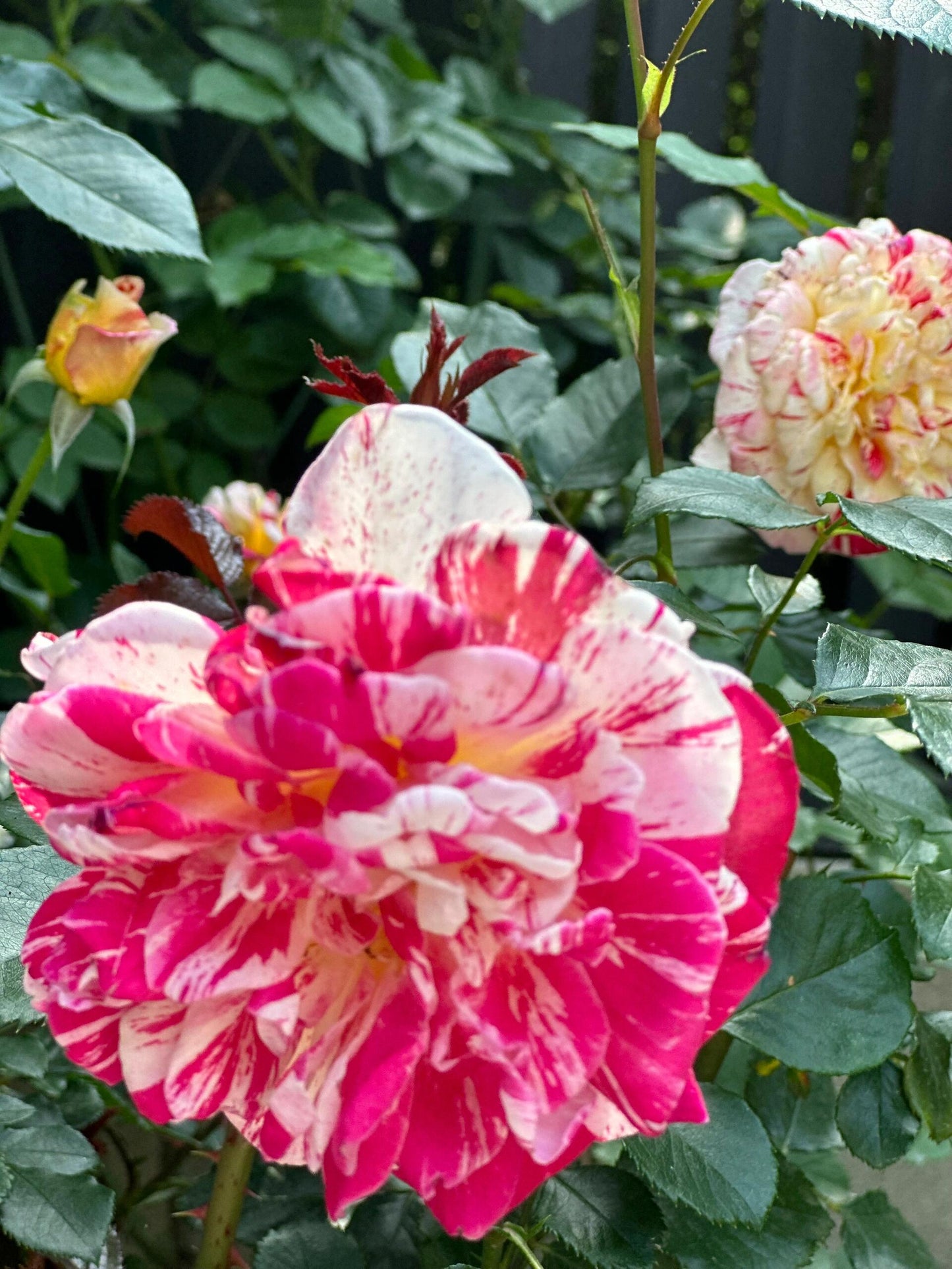 Striped Rose  ’ All American Magic ｜全美魔术