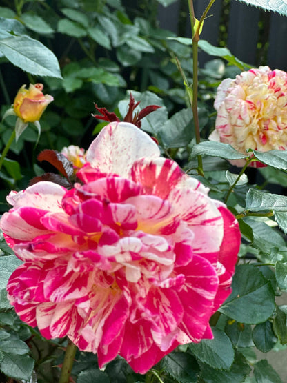 Striped Rose  ’ All American Magic ｜全美魔术