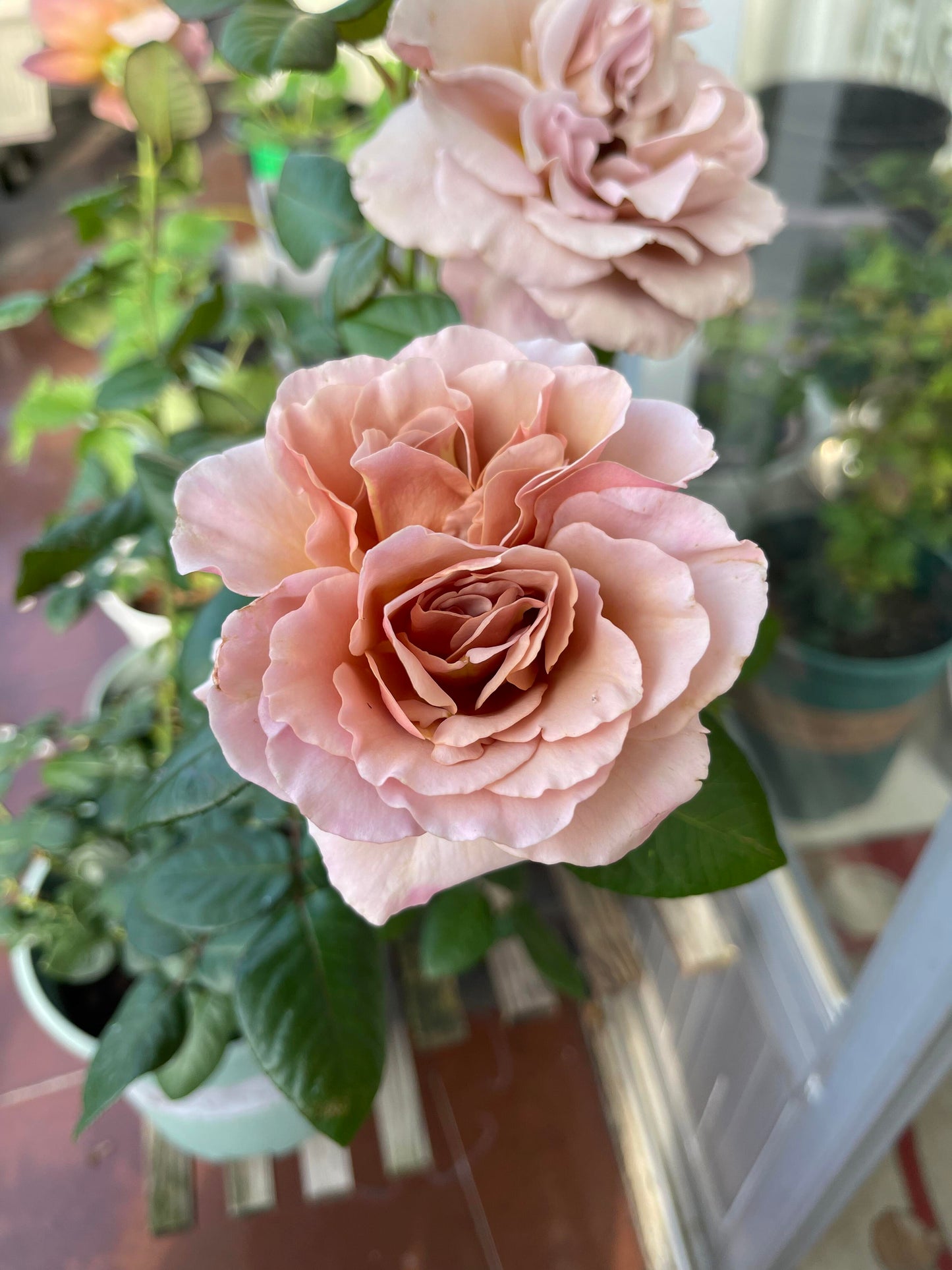 Rose ‘ Caffe Latte  ｜拿铁咖啡‘