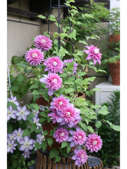 Clematis ''Magic Fountain| 魔法喷泉''