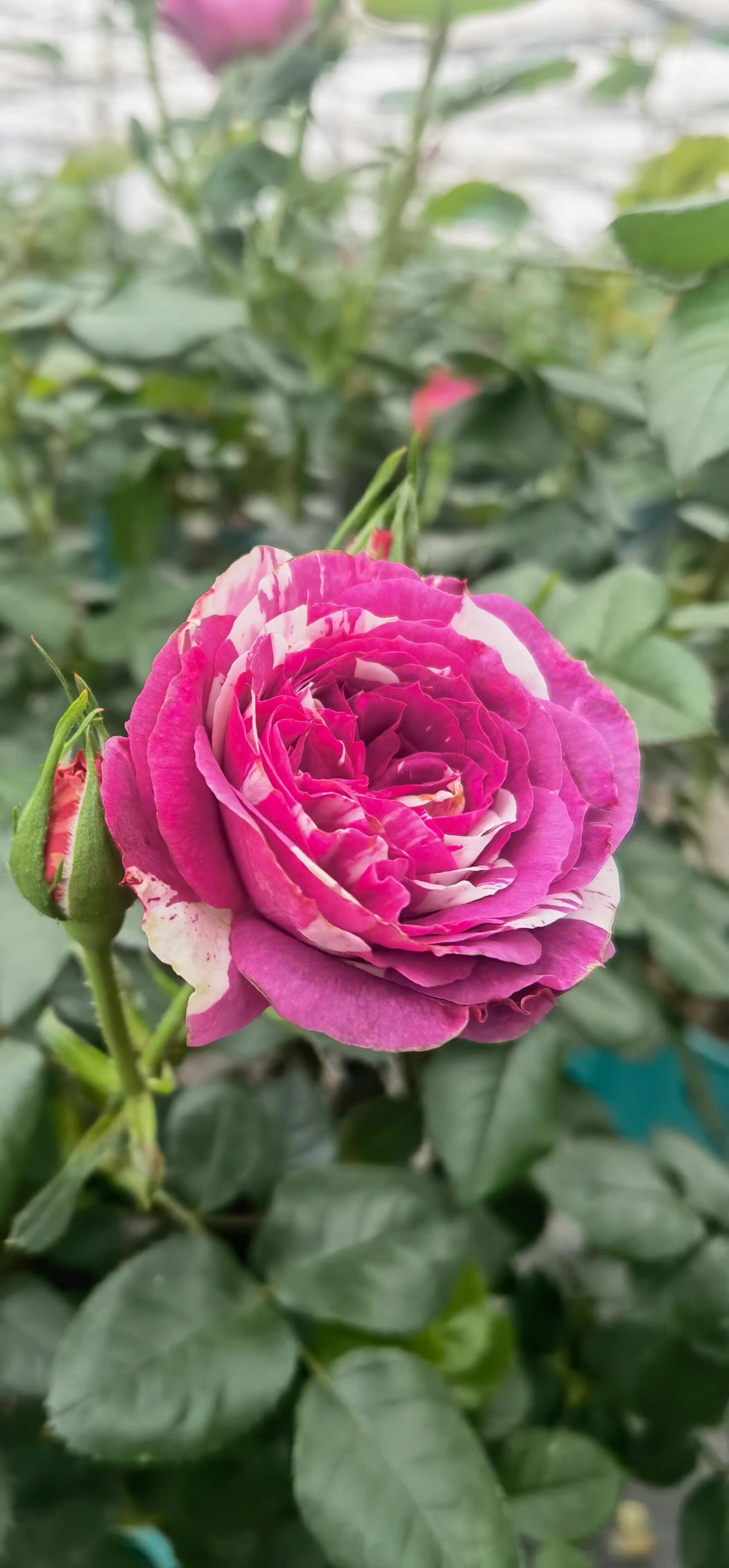 Rose  ’ Scented Jewel｜センティッドジュエル ｜芬芳宝石