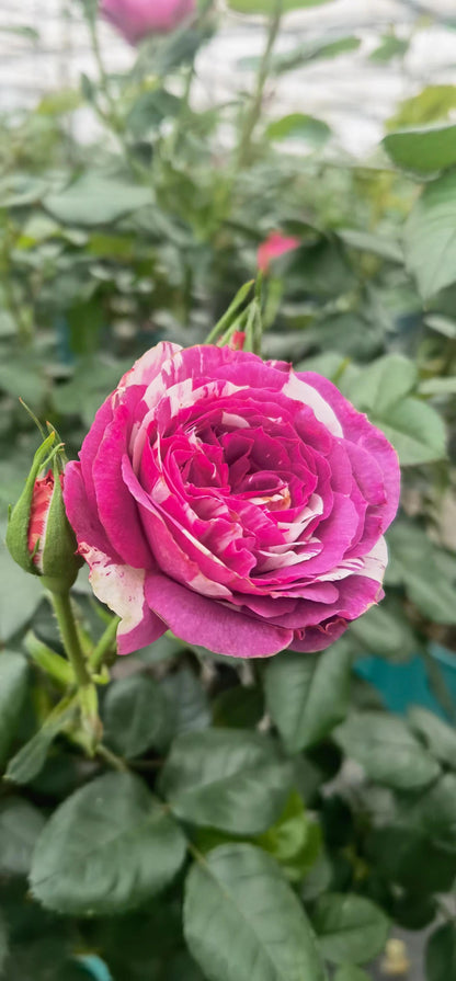 Rose  ’ Scented Jewel｜センティッドジュエル ｜芬芳宝石