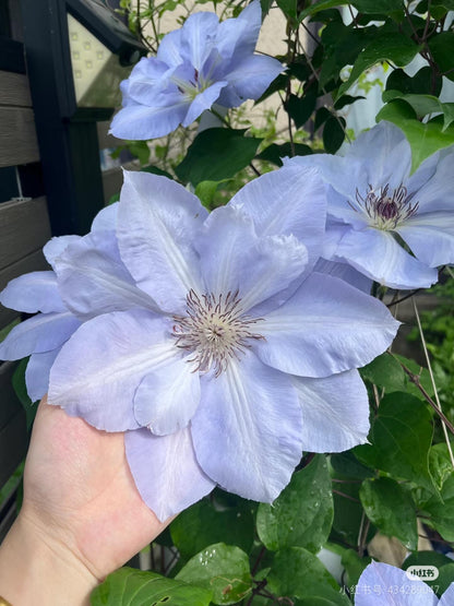 Clematis ‘’Blue Cotillion｜蓝色龙沙舞‘’