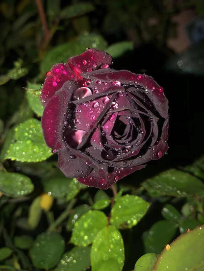 Rose  ‘ Louis XIV｜ルイ14世 ｜路易十四