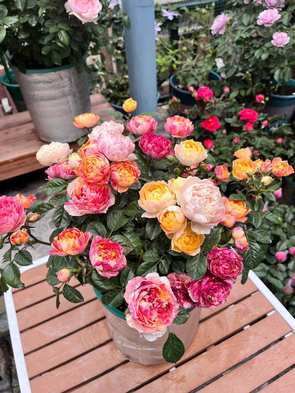 Rose 'Juice Splash' 果汁飞溅
