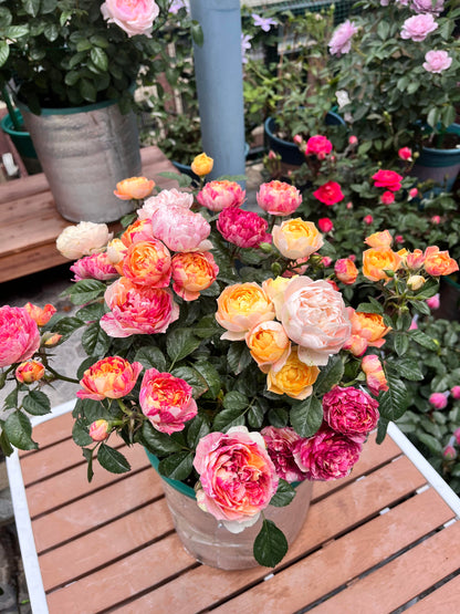 Rose 'Juice Splash' 果汁飞溅