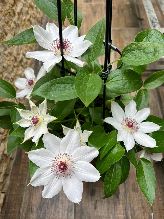 Clematis ''Haruyama｜はるやま| 晴山/ 春天''
