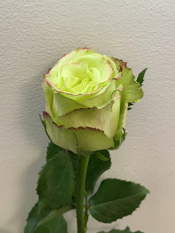 Rose  ‘ Green Apple｜グリーンアップル| 青苹果  - New Variety Florists Rose